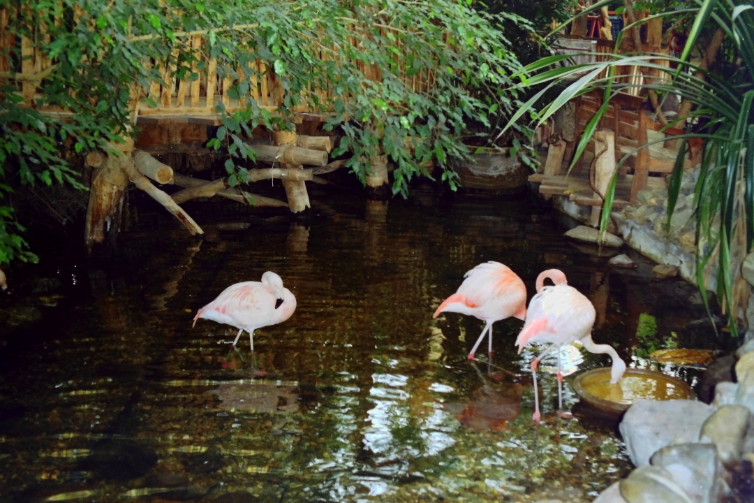 A picture I took of flamingos drinking in the Market Dome